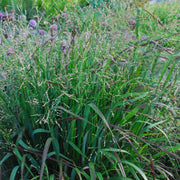 Panicum virgatum 'Cape Breeze' - Switchgrass