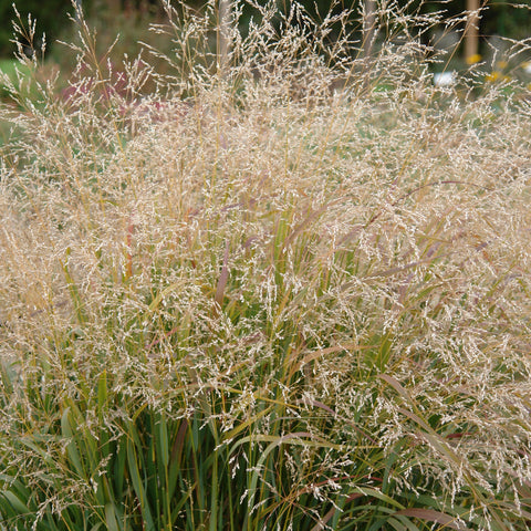 Panicum virgatum 'Cape Breeze' - Switchgrass