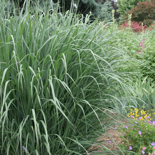 Buy switchgrass at your local garden center! American Beauties Native