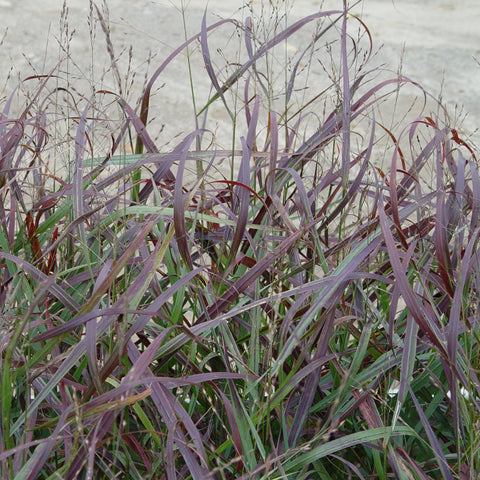 Panicum virgatum Ruby Ribbons™ - switchgrass