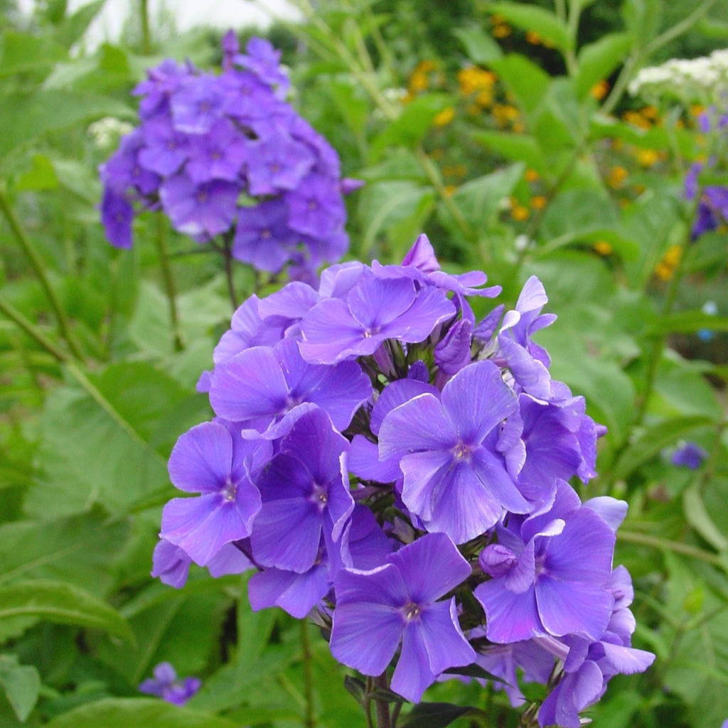 American Beauties Native Plants Phlox paniculata