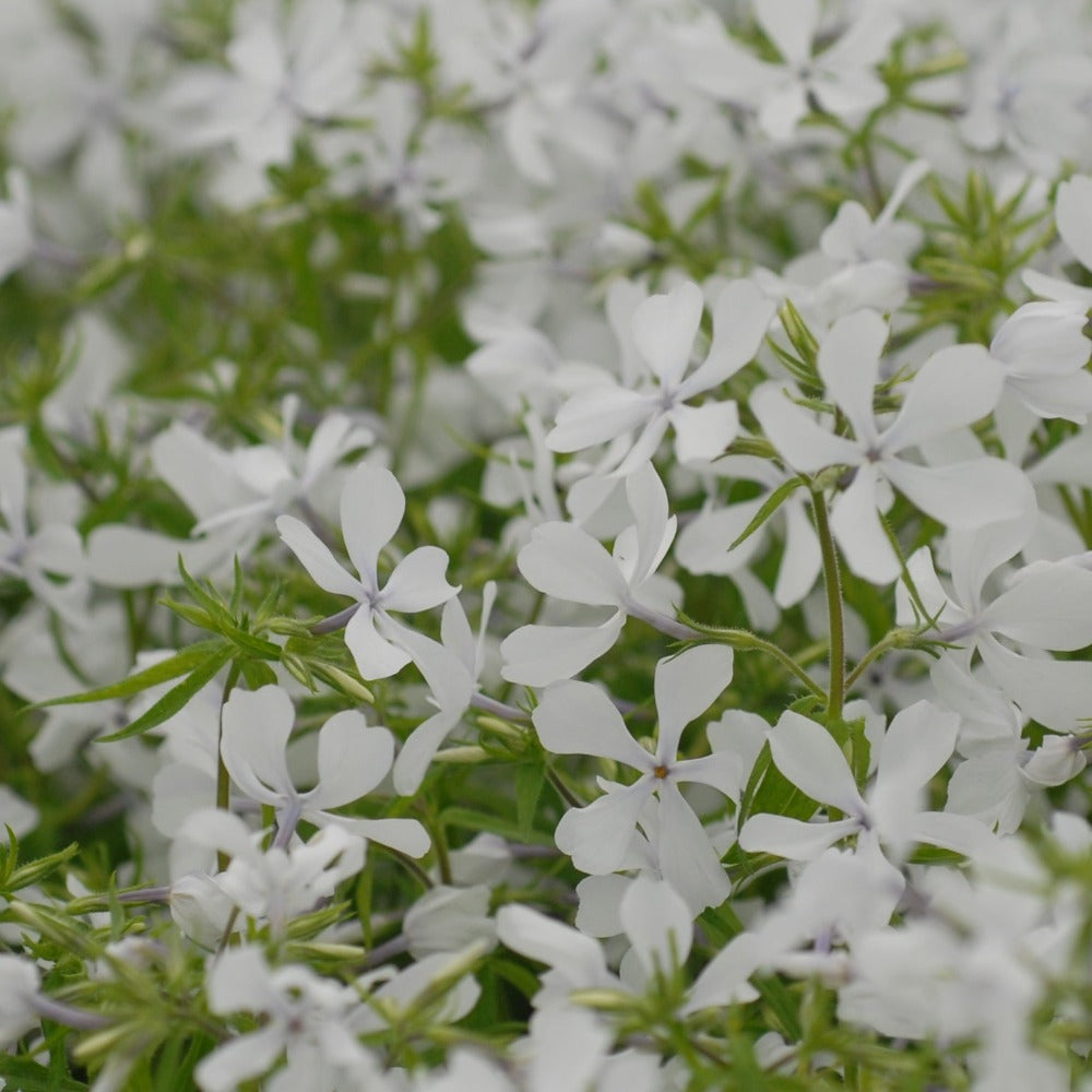 Buy Woodland Phlox at your local garden center! – American