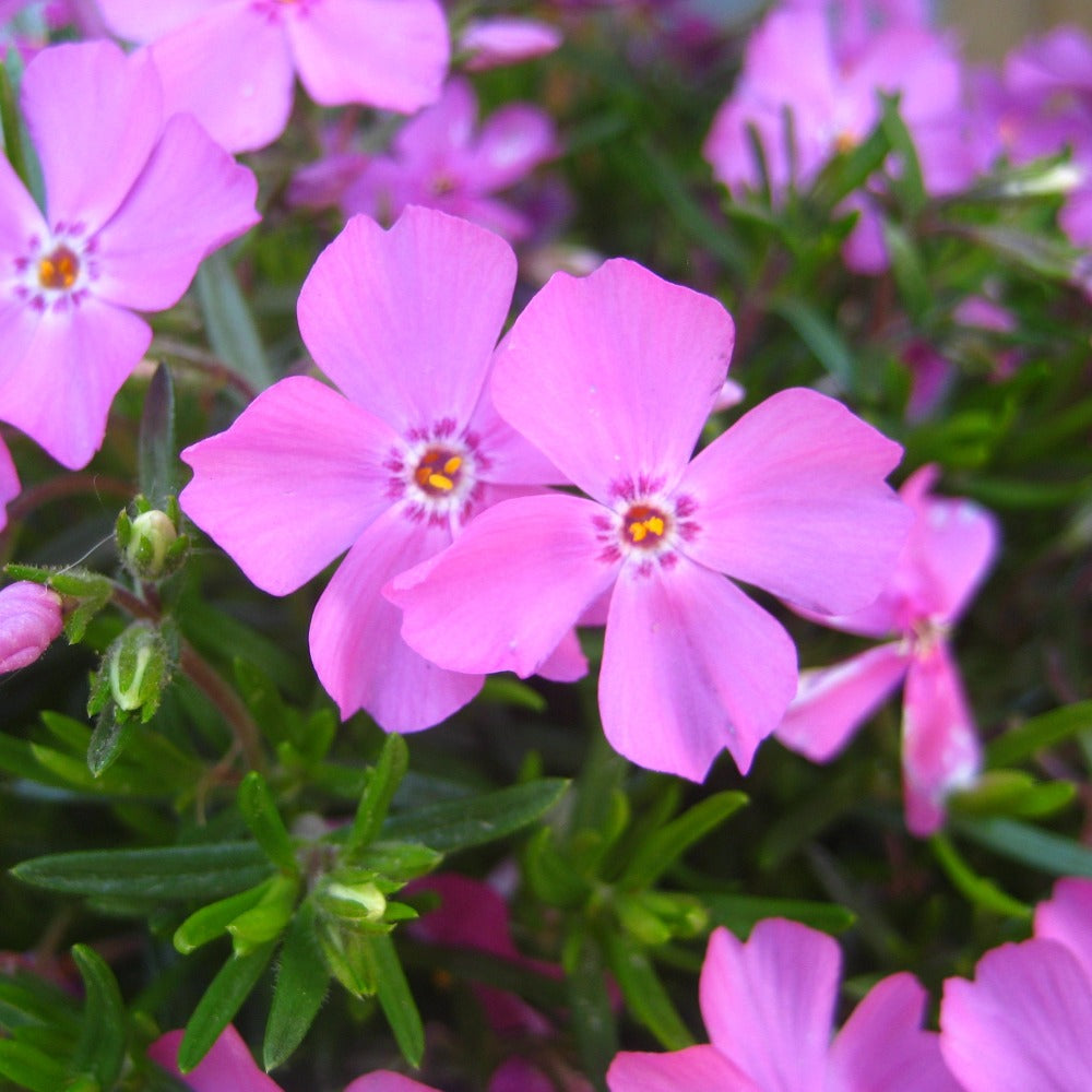 Buy Emerald Pink Moss Phlox at your local garden center