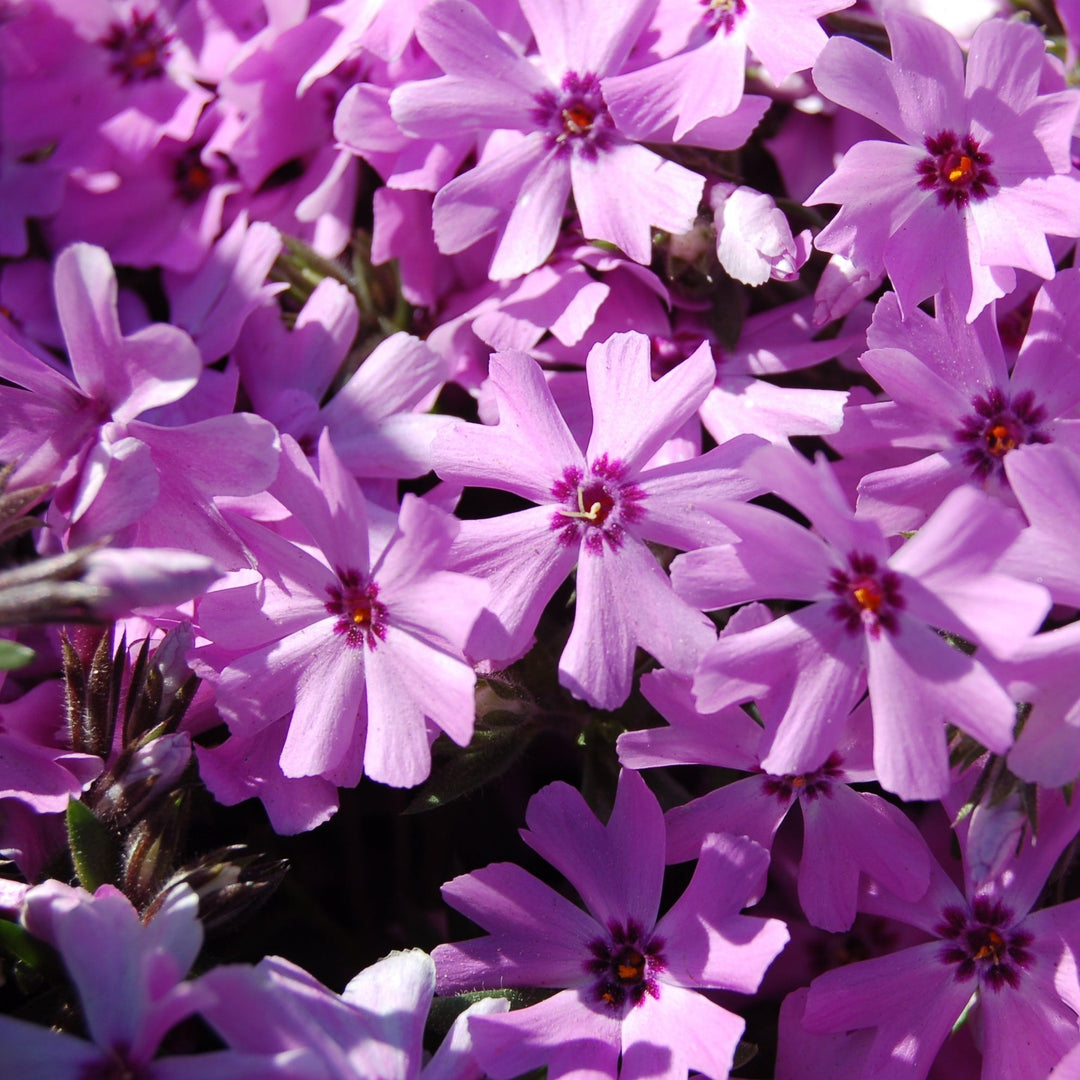 Buy Emerald Pink Moss Phlox at your local garden center