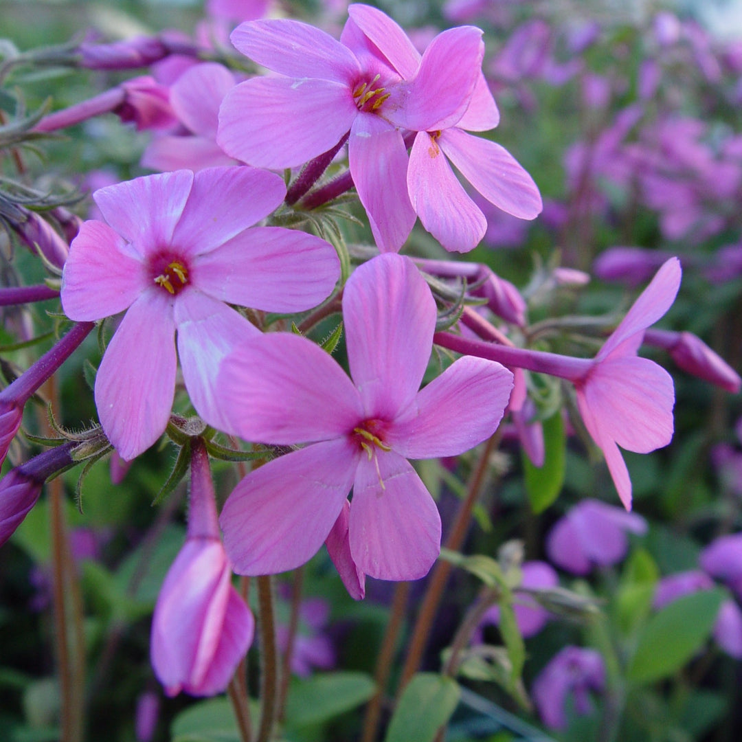 Phlox_homefires_1080x.jpg?v=
