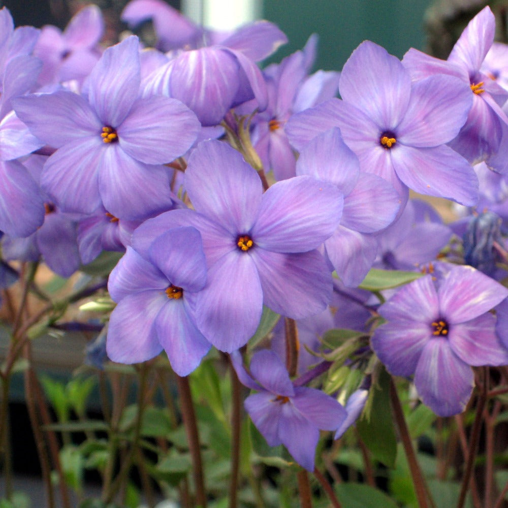 Buy Creeping Phlox at your local garden center! – American