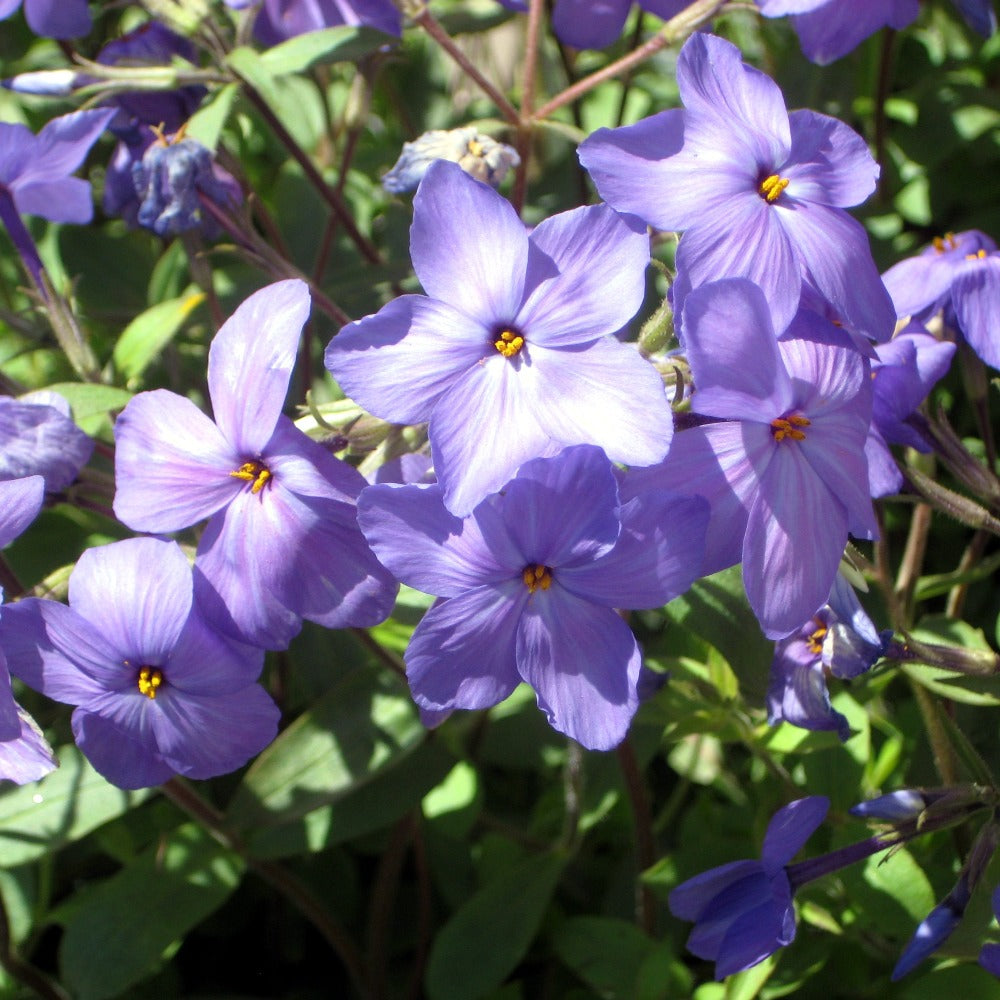 Phlox_sherwoodpurple5_1080x.