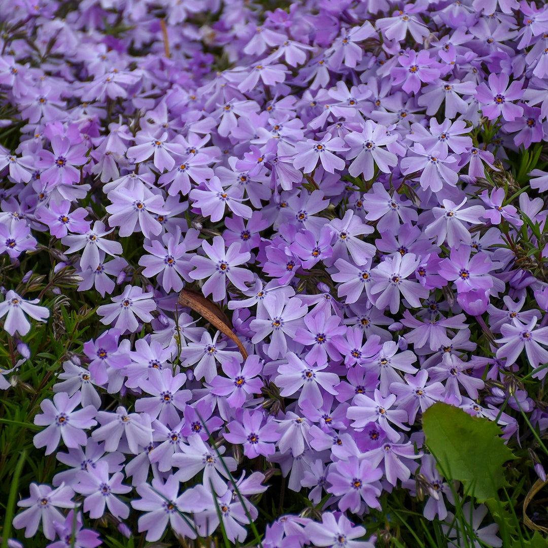 Buy Emerald Blue Moss Phlox at your local garden center