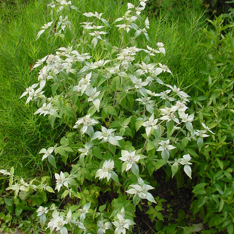 Pycnanthemum muticum - short toothed mountain mint