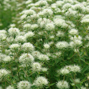 Pycnanthemum flexuosum - Appalachian Mountain Mint