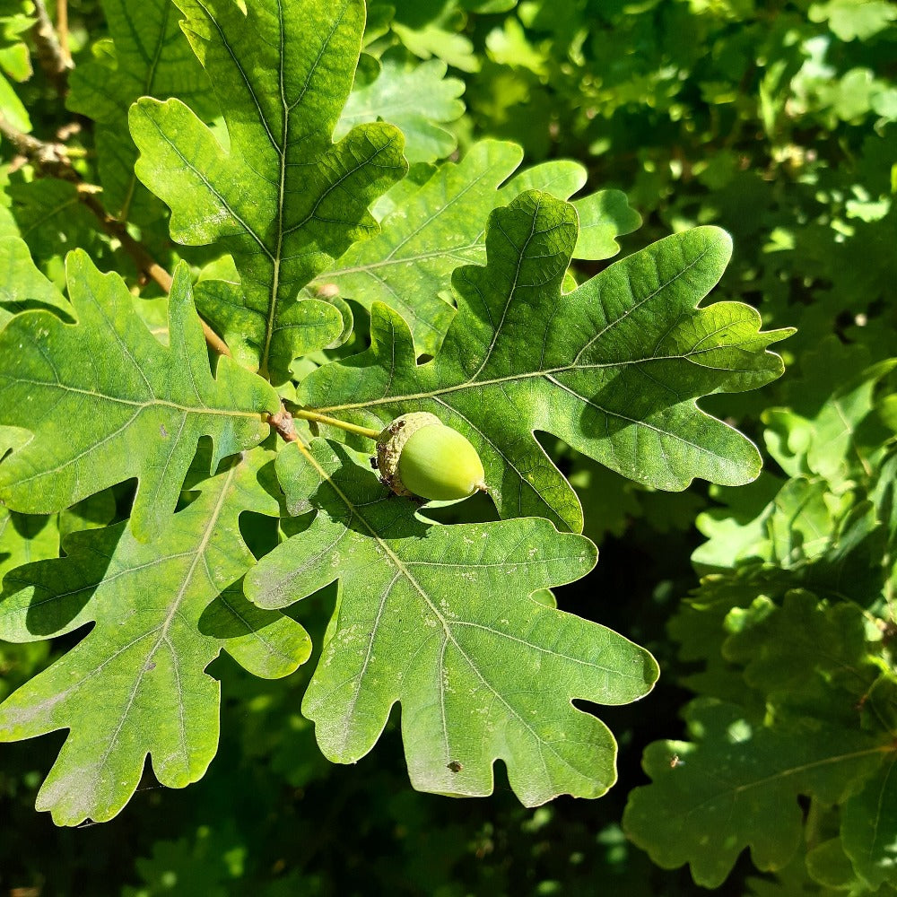 What Do Oak Trees Symbolize In The Bible What Do Oak Trees Symbolize In The Bible