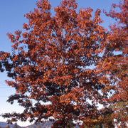Quercus rubra - Northern Red Oak