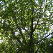 Quercus rubra - Northern Red Oak