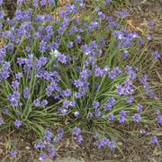 Sisyrinchium angustifolium 'Lucerne' - Blue-eyed Grass