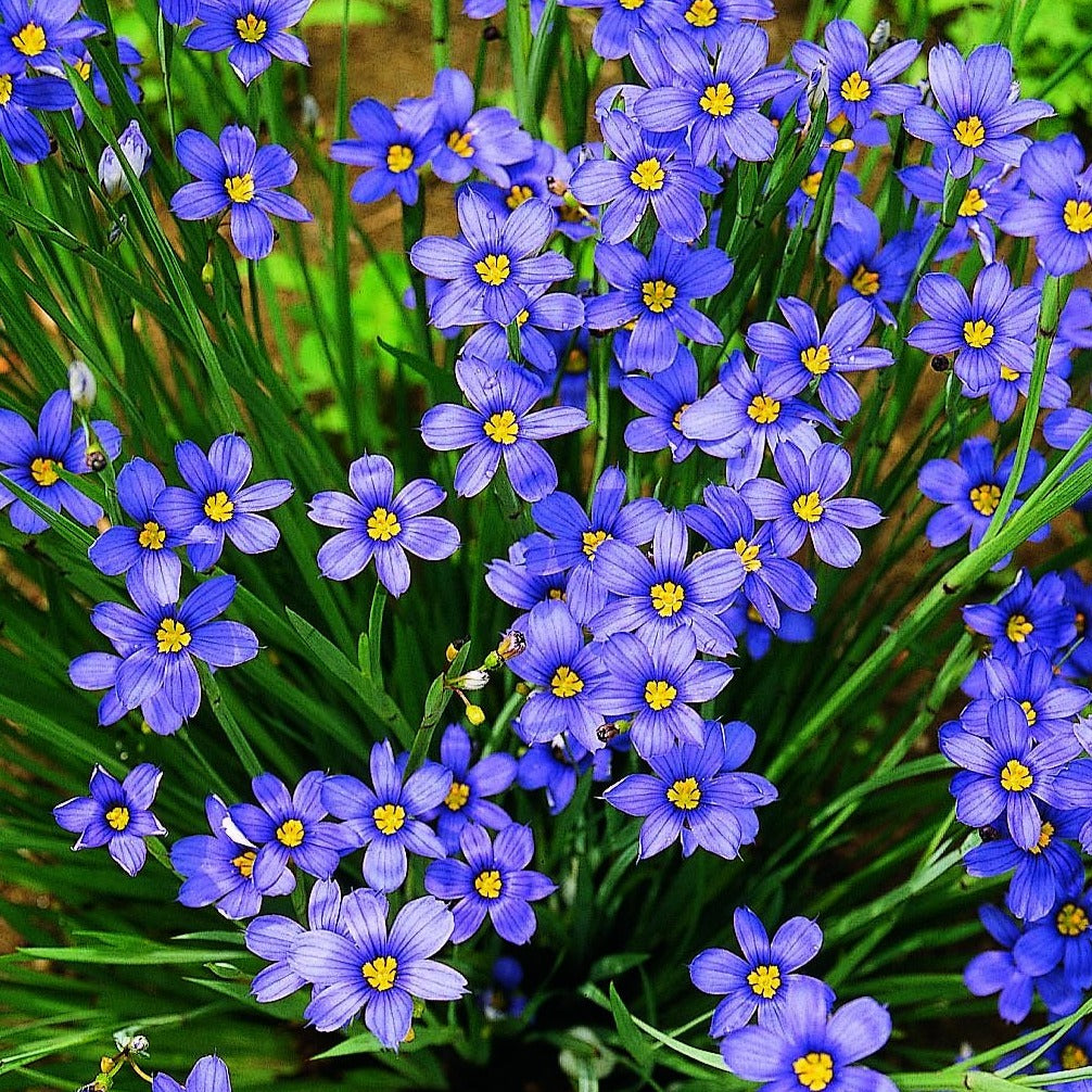 blue grass succulent Buy Blue-eyed Grass at your local garden center! – American Beauties Native Plants