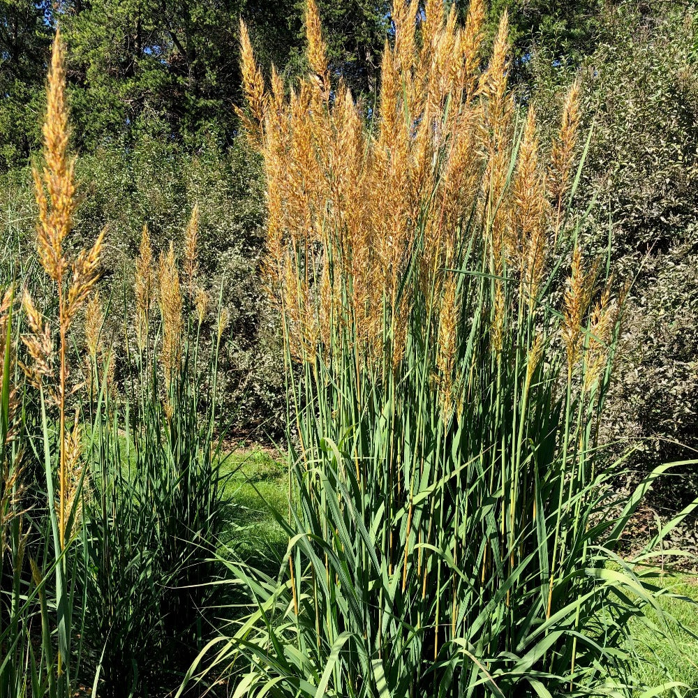 Sgrass Indian Grass