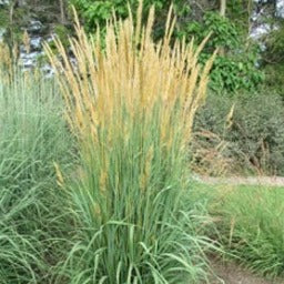 Sorghastrum nutans Golden Sunset™ - Indian Grass