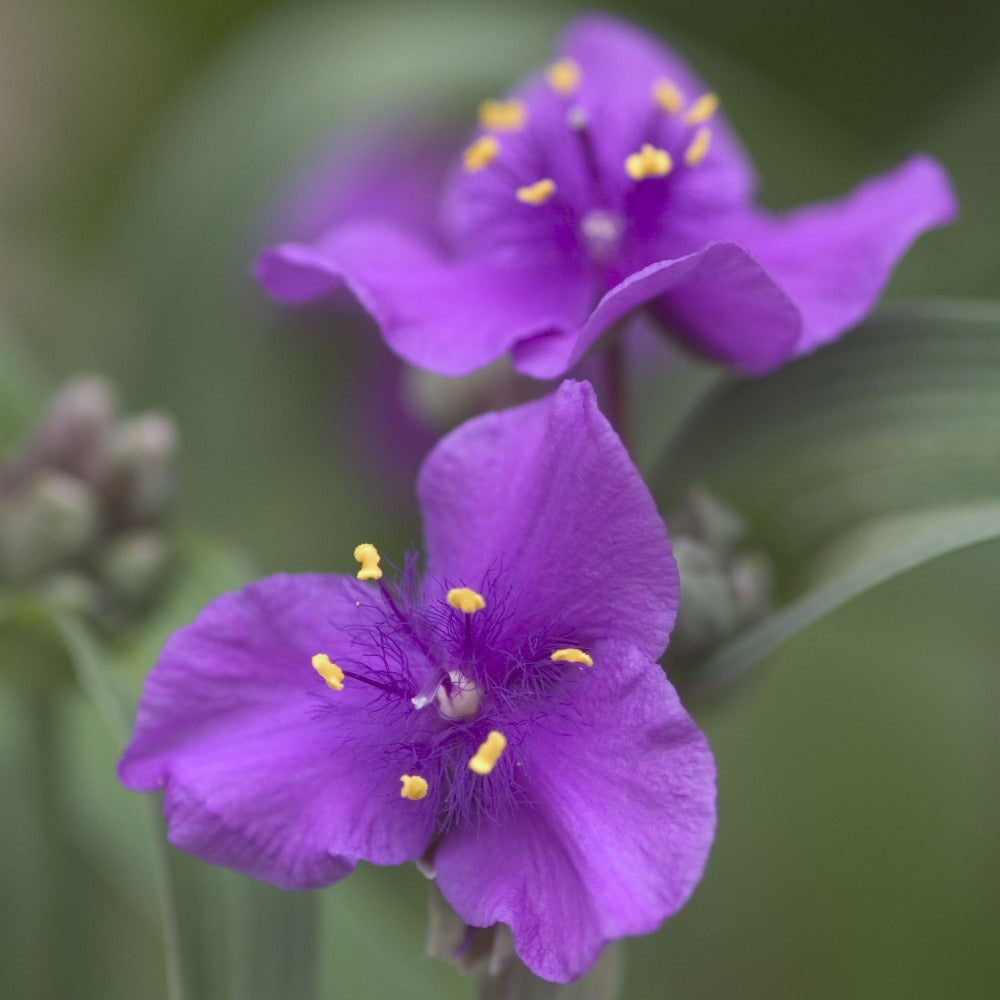 Tradescantia_ConcordGrape_0000