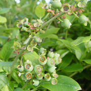 Vaccinium corymbosum 'Northland' - Highbush Blueberry