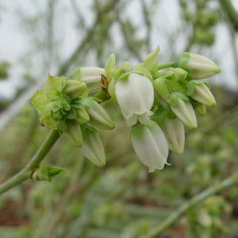 Vaccinium corymbosum 'Blueray' - Blueray Highbush Blueberry