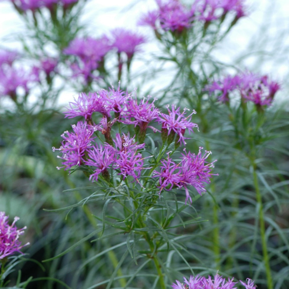Buy New York Ironweed at your local garden center! – American