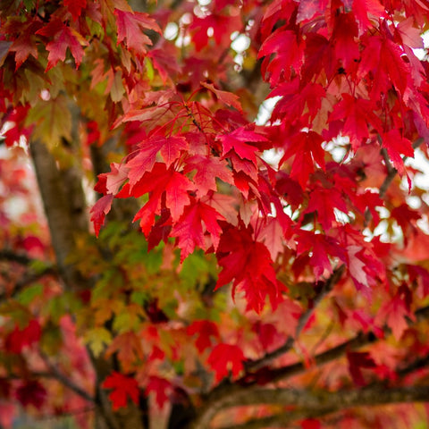 Buy Red Maple at your local garden center! – American Beauties Native ...