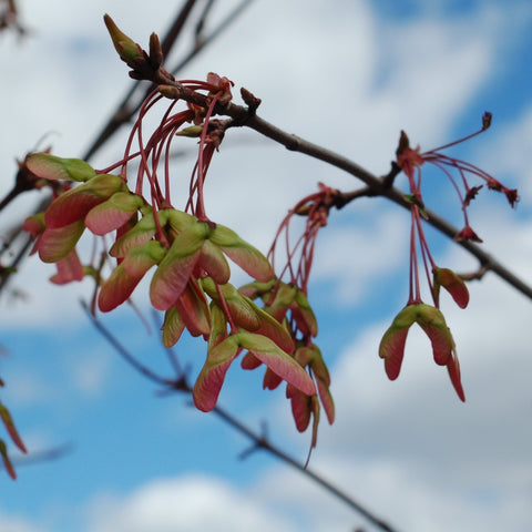 Acer rubrum 'Red Sunset' - Red Maple