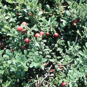 Arctostaphylos uva-ursi 'Massachusetts' - Common Bearberry