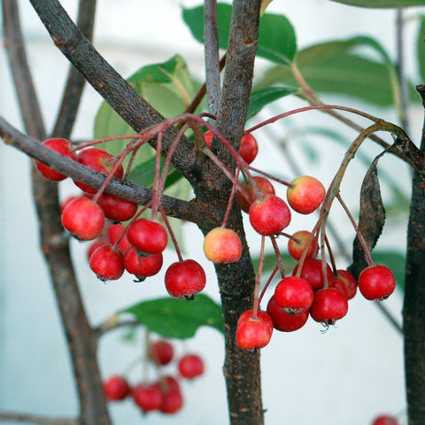 Aronia arbutifolia 'Brilliantissima' - Chokeberry