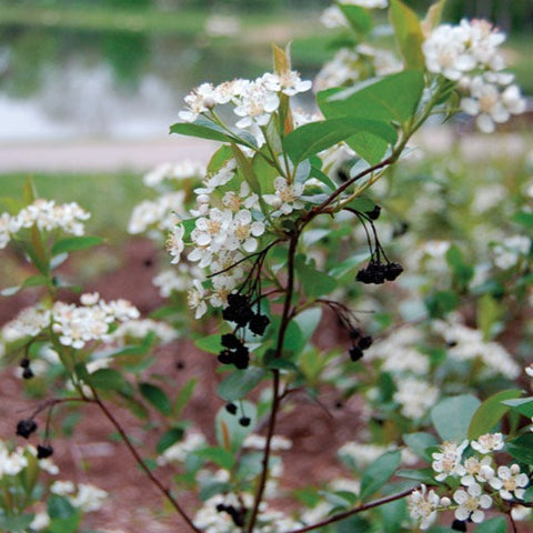 Aronia melanocarpa Iroquois Beauty™ - Black Chokeberry