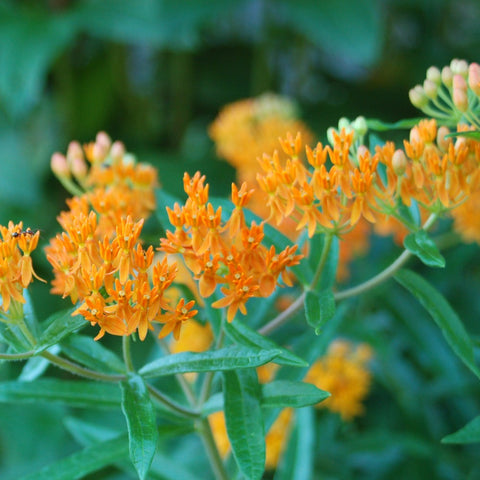 Asclepias tuberosa - Butterfly Weed