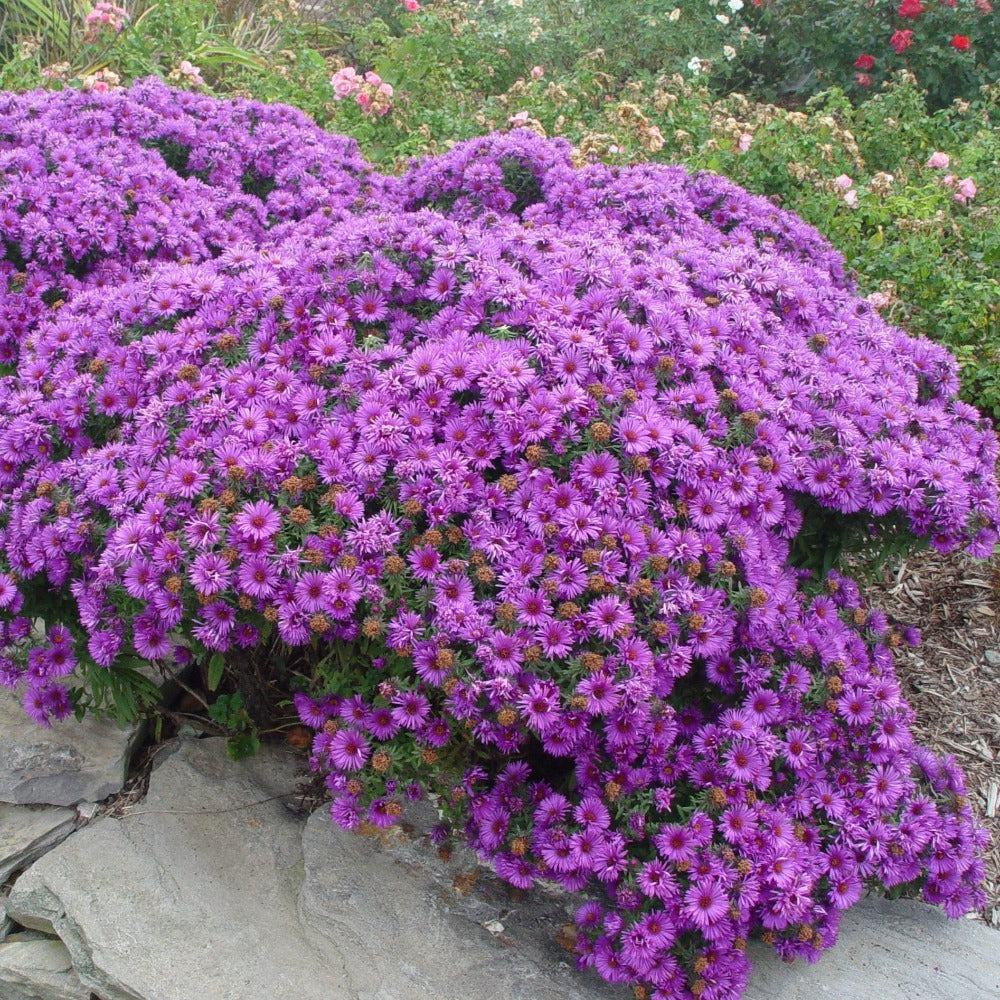 Buy New England Aster at your local garden center! – American Beauties  Native Plants