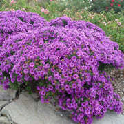 Aster novae-angliae 'Purple Dome' - New England Aster