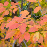 Carpinus caroliniana - American hornbeam