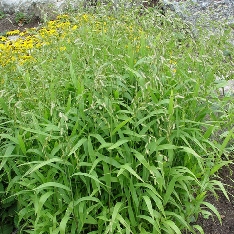 Chasmanthium latifolium - Northern Sea Oats