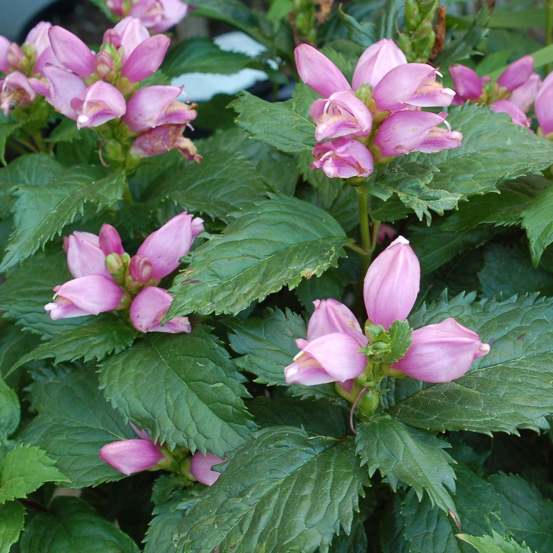 Buy Turtlehead at your local garden center!  American Beauties Native  Plants