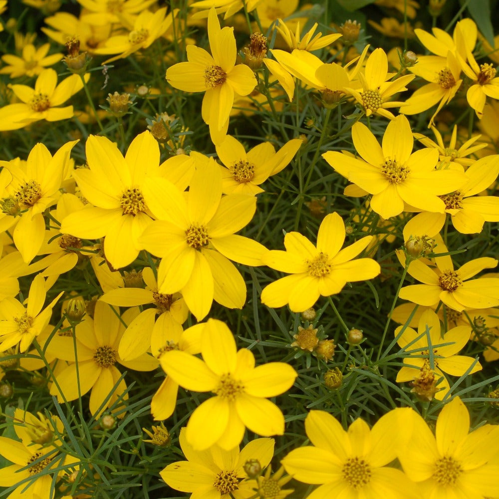 Buy Whorled tickseed at your local garden center! – American