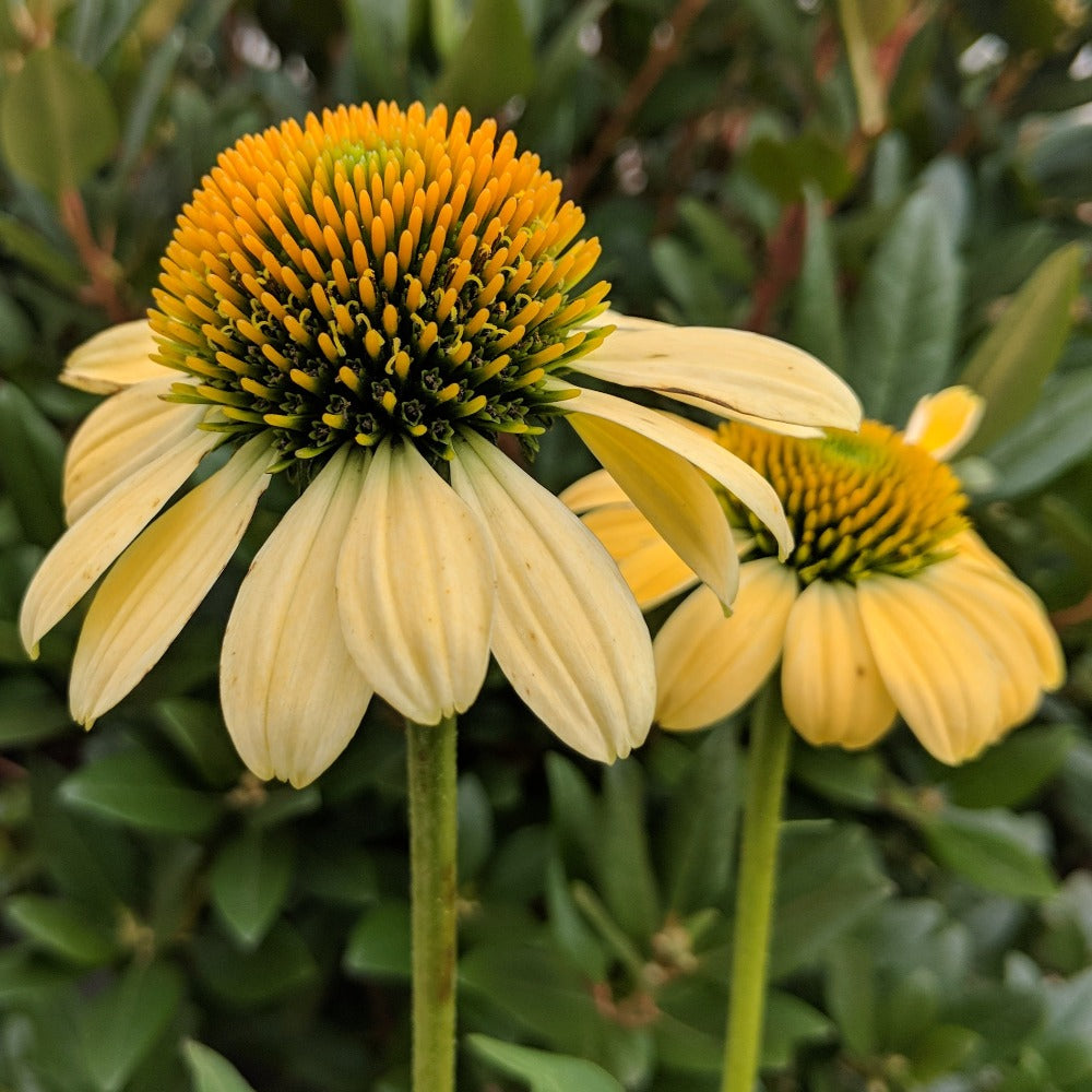 echinacea mellow yellow seeds Echinacea purpurea 'Mellow Yellows'