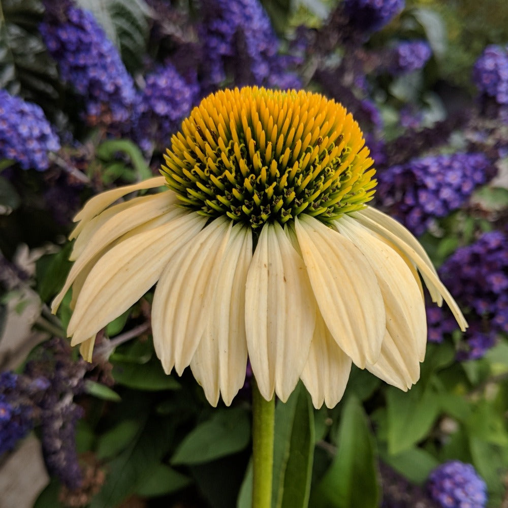 echinacea mellow yellow seeds Echinacea purpurea 'Mellow Yellows'