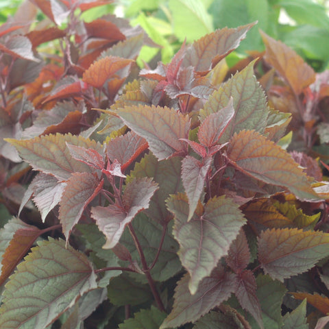 eupatorium altissima Buy Snakeroot at your local garden center! – American Beauties Native Plants