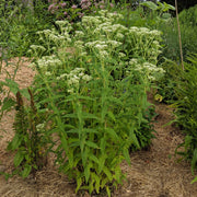Eupatorium perfoliatum - Common Boneset