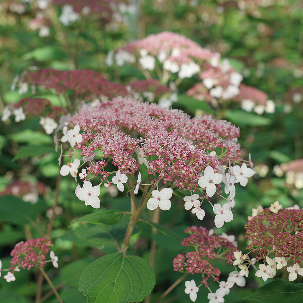 Hydrangea – American Beauties Native Plants