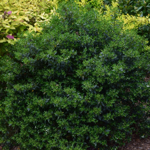 Ilex glabra Forever Emerald™ - inkberry