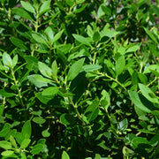 Ilex glabra Forever Emerald™ - inkberry