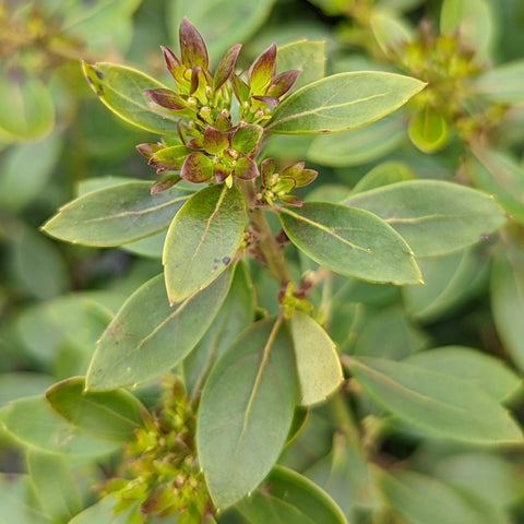 Ilex glabra Forever Emerald™ - inkberry