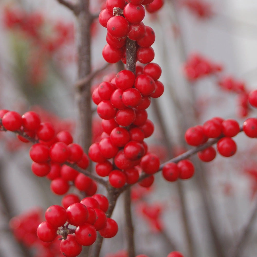 Buy Winter Red Winterberry at your local garden center! – American Beauties  Native Plants