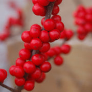Ilex verticillata 'Winter Red' - Winter Red Winterberry Holly