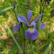 Iris versicolor 'Purple Flame' - Blueflag