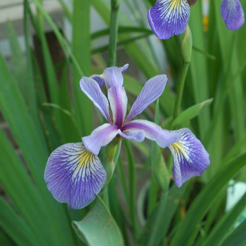 Iris versicolor - Blueflag