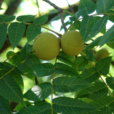 Juglans nigra - Black walnut